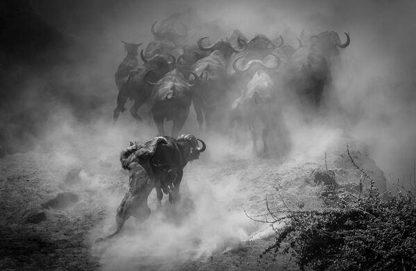 Снимок &quot;Последний танец?&quot; немецкого фотографа Йенса Кульманн, победивший в категории &quot;Млекопитающие&quot;. - Sputnik Грузия