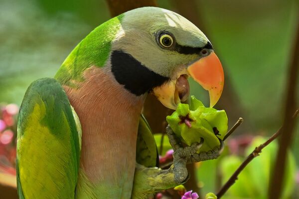 Попугай ест плоды с дерева в саду Сингапура. - Sputnik Грузия