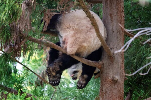 Гигантская панда Сяо Ци Цзи спит на дереве в Национальном зоопарке Смитсоновского института в Вашингтоне. - Sputnik Грузия