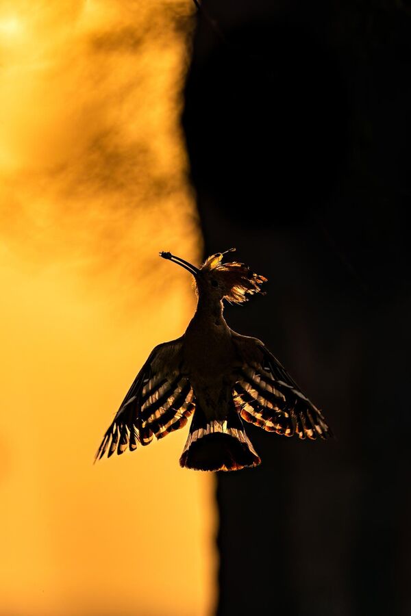 Снимок &quot;Шепот рассвета: Изящный силуэт удода на восходе солнца&quot; индийского фотографа Хермиса Валияндиила, занявший 1 место в категории &quot;Птицы&quot;. - Sputnik Грузия