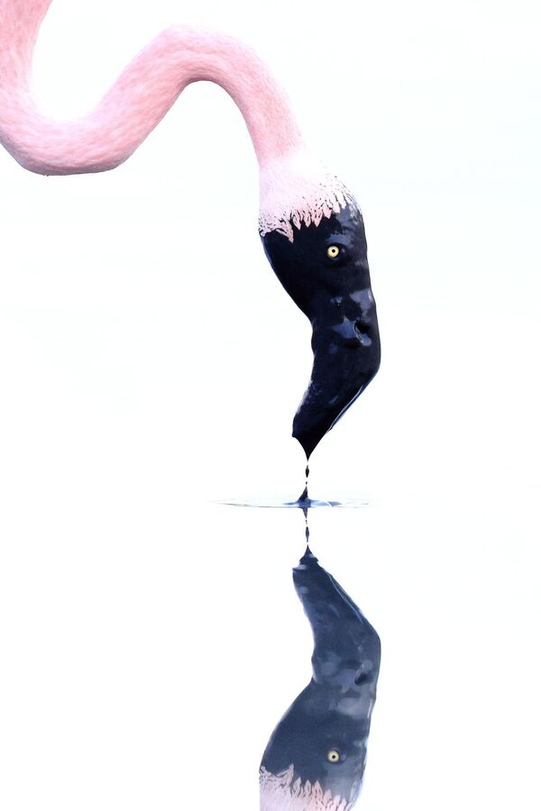 Снимок &quot;Перо и Чернильница&quot; бельгийско-французского фотографа Джонатана Луара, занявший 1 место в категории &quot;Портрет животных&quot;. - Sputnik Грузия
