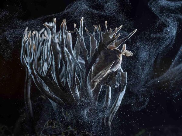 Снимок &quot;Декабрьские мотыльки&quot; венгерского фотографа Имре Потьо, занявший 1 место в категории &quot;Другие животные&quot;. - Sputnik Грузия