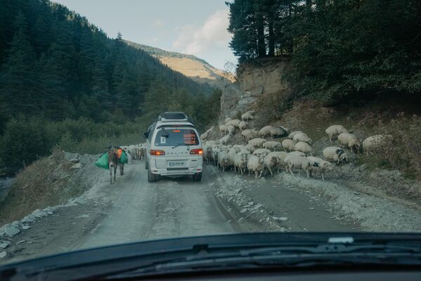Иногда препятствием на дороге могут стать и стада овец, которые пасутся на горных склонах.  - Sputnik Грузия