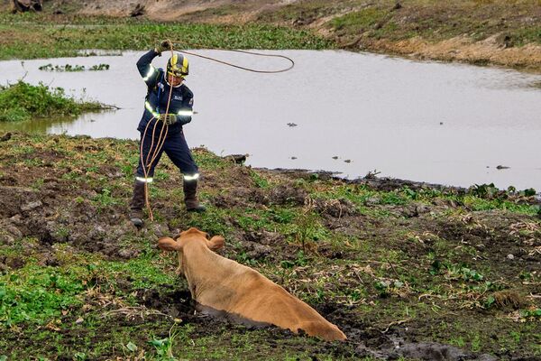 ბრაზილიაში სტიქიურ ზონაში ცხოველების გადარჩენის ჯგუფის წევრი ძროხას ეხმარება ტალახიდან თავის დაღწევაში - Sputnik საქართველო
