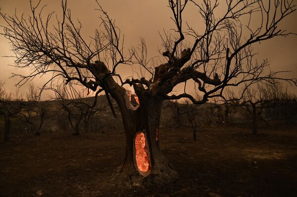 Оливковое дерево горит во время лесного пожара в Александруполисе на севере Греции. - Sputnik Грузия