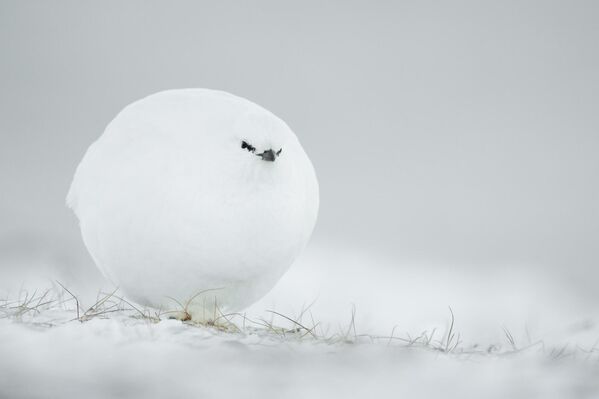 Снимок &quot;Снежок!&quot; французского фотографа Жака Пулара. - Sputnik Грузия