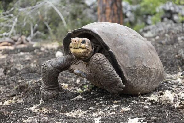 Галапагосская черепаха Fernandina Giant Tortoise. - Sputnik Грузия