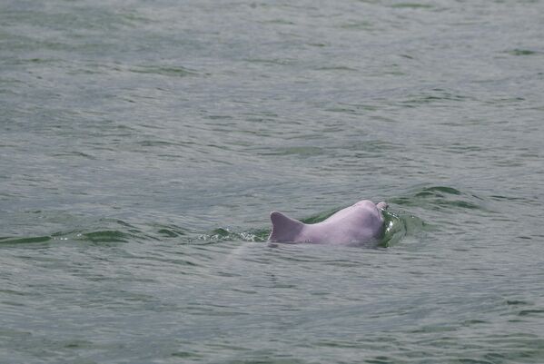 Китайский белый дельфин в водах Гонконга. - Sputnik Грузия