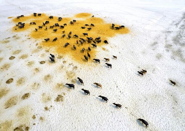Снимок &quot;Выживание буйволов во время засухи&quot;   фотографа Шафиула Ислама. - Sputnik Грузия