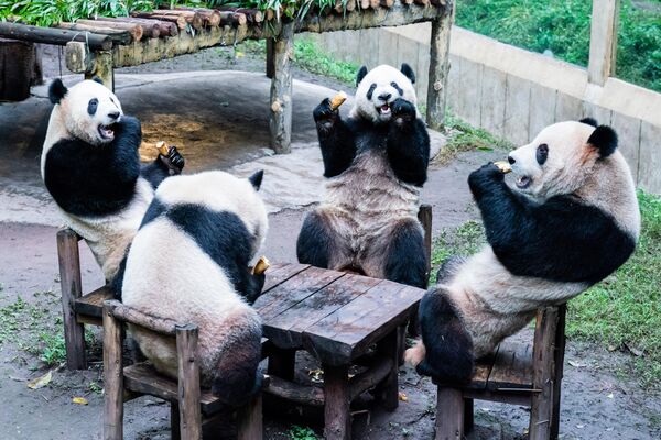 Панды едят в своем вольере в зоопарке Китая. - Sputnik Грузия