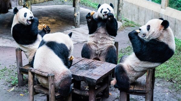 Панды, которые едят в своем вольере в зоопарке, Китай - Sputnik Грузия