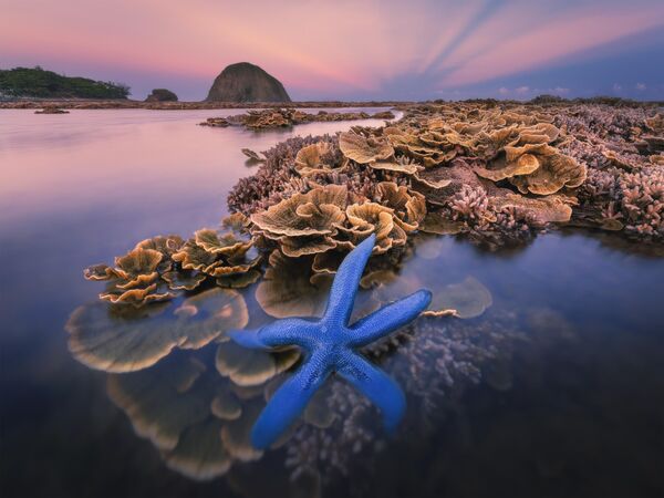 Снимок &quot;Морской цветник&quot;, фотографа Нхан Цао Ки, Вьетнам. - Sputnik Грузия