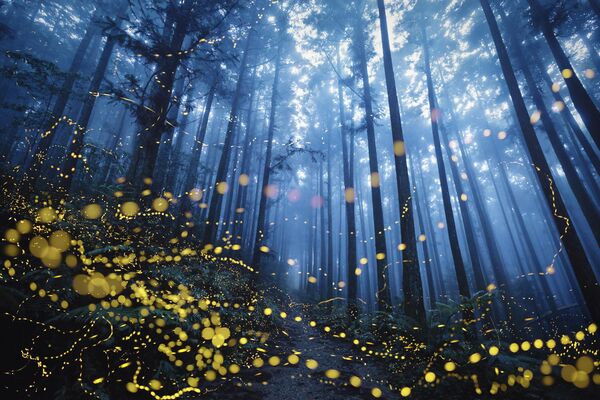 Снимок &quot;Летящие светлячки&quot;, фотографа Ширли Вунг, Тайвань. - Sputnik Грузия