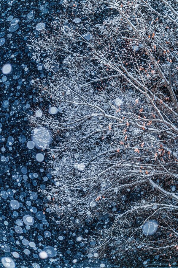 Снимок &quot;Зимняя история&quot;, фотографа Такахаси Хирото, Япония. - Sputnik Грузия