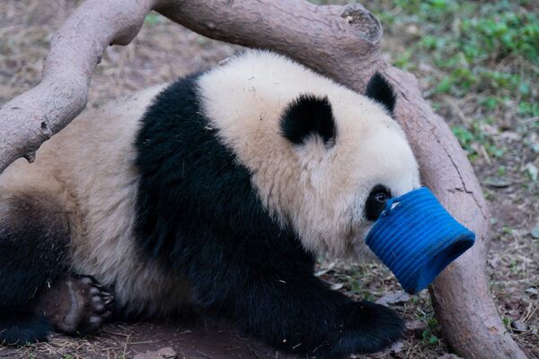 Панда, играющая в зоопарке в Китае. - Sputnik Грузия