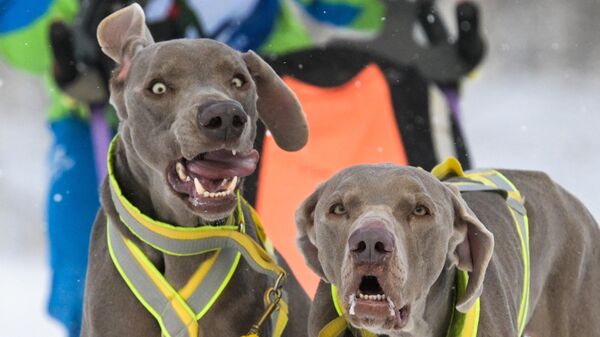 ბითაძე: 1-ელი იანვრიდან ძაღლის გასეირნების წესის თაობაზე რეგულაცია არ იცვლება