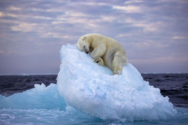 Британский фотограф Нима Сарихани запечатлела медведя, спящего на льдине. Печальное фото напоминает о проблеме глобального потепления. - Sputnik Грузия