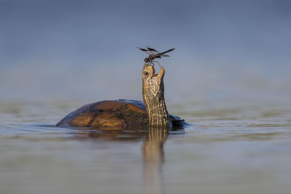 Снимок &quot;Счастливая черепаха&quot; израильского фотографа Цахи Финкельштейна. - Sputnik Грузия