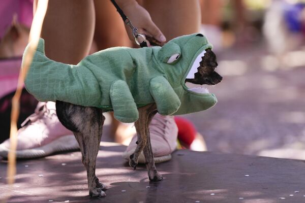 ძაღლების კარნავალი „ბლოკაო“ რიო დე ჟანეიროში - ალიგატორის ფორმაში გამოწყობილი ძაღლი. - Sputnik საქართველო