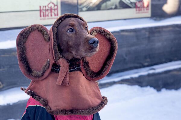ძაღლი ზამთრის საერთაშორისო ფესტივალზე &quot;ჰიპერბორეა-2024&quot; . - Sputnik საქართველო