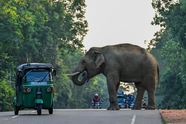 Рикша объезжает дикого слона, переходящего дорогу в Хабаране. - Sputnik Грузия