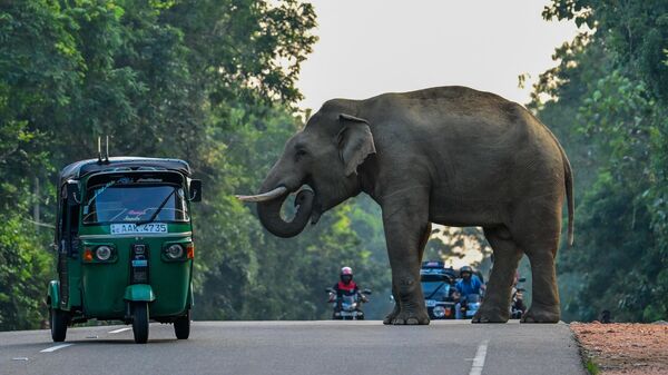 Рикша объежает дикого слона, переходящего дорогу в Хабаране, Шри-Ланка - Sputnik Грузия