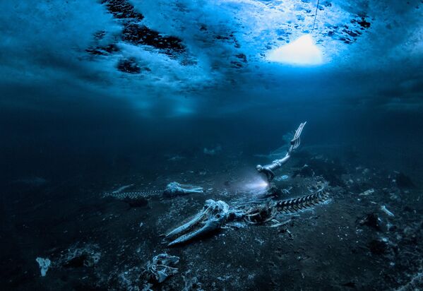 Снимок &quot;Китовые кости&quot; шведского фотографа Алекса Доусона. - Sputnik Грузия