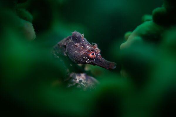 ავსტრალიელი ფოტოგრაფის, ტალია გრეისის „ზღვის ცხენის აბსტრაქტული პორტრეტი&quot;. - Sputnik საქართველო