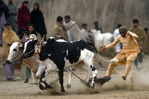 Фермер участвует в традиционных гонках быков в Пакистане. - Sputnik Грузия