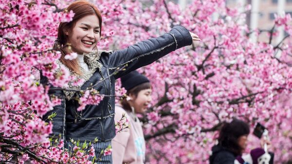 Девушка у цветущей сакуры во время фестиваля цветения вишни, Тайбэй - Sputnik Грузия