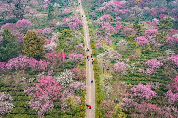 Аэросъемка цветущей сливы в Нанкине, Китай. - Sputnik Грузия