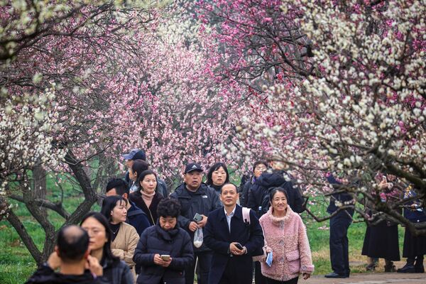 Люди проходят мимо цветущей сливы в Нанкине, Китай. - Sputnik Грузия