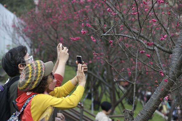 Посетители фотографируют цветущую сакуру во время празднования китайского лунного Нового года в Тайбэе, Тайвань. - Sputnik Грузия