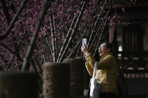 Женщина фотографирует цветущие красные сливы в парке в Чэнду, Китай. - Sputnik Грузия