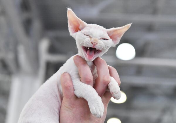 Кошка породы девон-рекс на Международной выставке кошек SPRING CAT SHOW в Москве - Sputnik Грузия