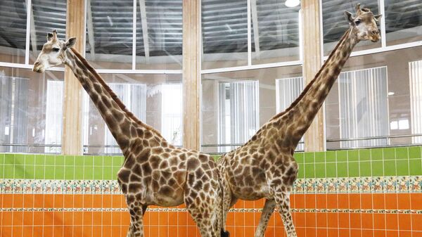 Впервые в Тбилисском зоопарке появятся жирафы