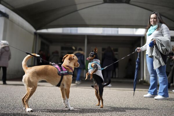 Люди держат своих собак возле избирательного участка в Лиссабоне. - Sputnik Грузия