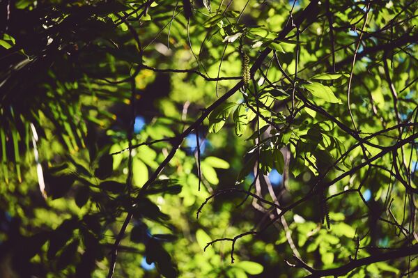 Солнечные лучи заставляют листья на деревьях словно светиться. - Sputnik Грузия