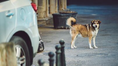 Бездомные собаки