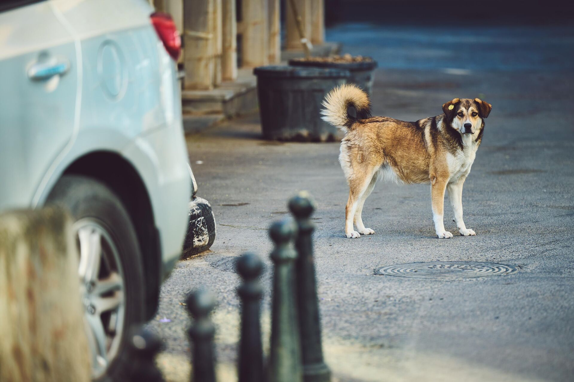 Бездомные собаки - Sputnik Грузия, 1920, 01.04.2026