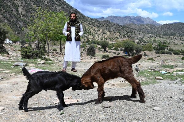 Мужчина наблюдает за дракой коз на пастбище в Афганистане. - Sputnik Грузия