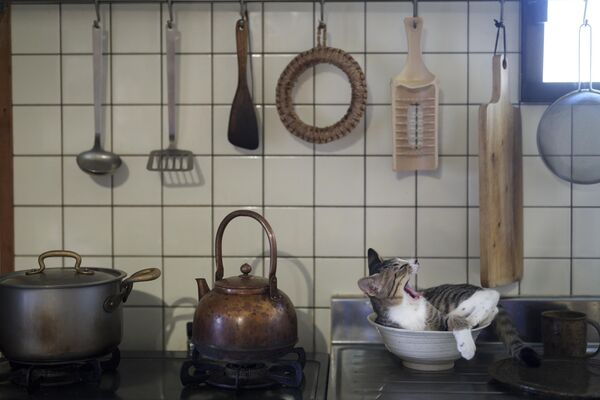 Снимок &quot;Котенок на кухне&quot;   японского фотографа Ацуюки Осима. - Sputnik Грузия