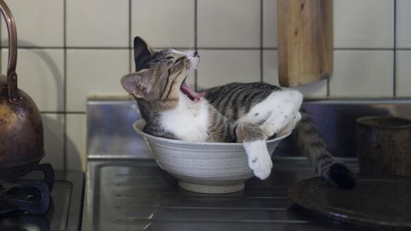 Снимок Kitty in the kitchen японского фотографа Atsuyuki Ohshima, ставший финалистом конкурса The Comedy Pet Photo Awards 2024 - Sputnik Грузия