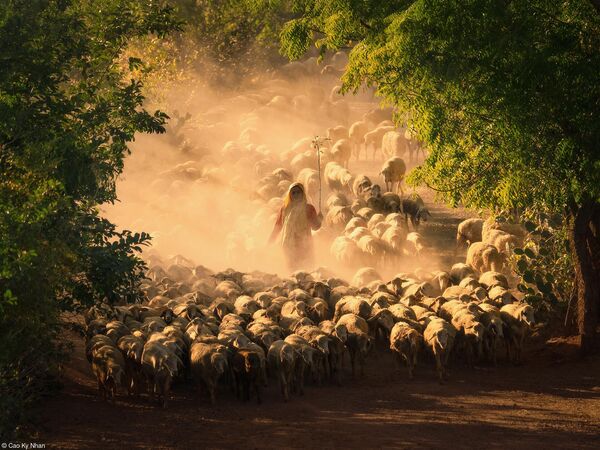 Снимок &quot;Овцеводство народа Чам&quot; вьетнамского фотографа Цао Ки Нхана. - Sputnik Грузия