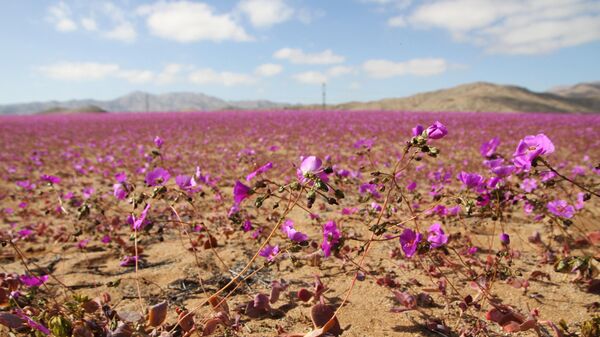Цветение в пустыне Атакама в Чили  - Sputnik Грузия