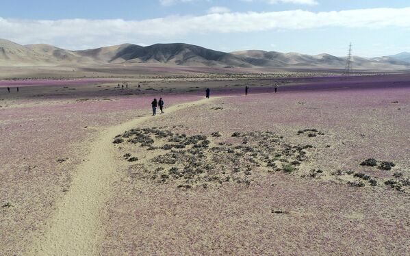Пески Атакамы сейчас выглядят как яркий красочный ковер: все вокруг усыпано белыми, лиловыми, пурпурными и фиолетовыми цветами. - Sputnik Грузия