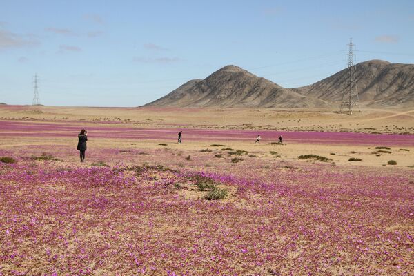 Пустыня покрывается цветами лишь раз в несколько лет или даже десятилетий. - Sputnik Грузия
