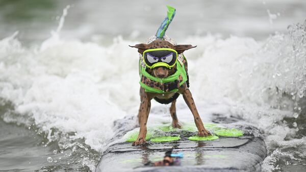 Собака-серфер во время чемпионата мира по серфингу среди собак в Пасифике, США - Sputnik Грузия