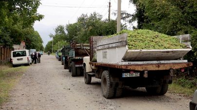 Побитый градом виноград фермеры сдают на госпредприятия в Кахети