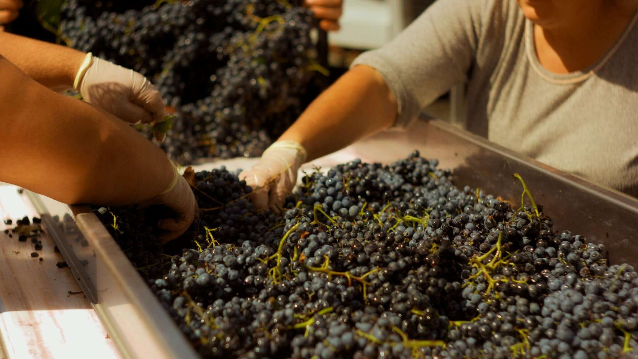 „ხვანჭკარის" სამშობოში რთველი ოქტომბრის დასაწყისში დაიწყება